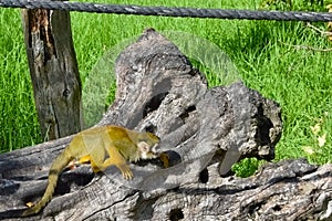 The common squirrel monkey Saimiri sciureus