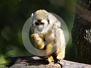Common Squirrel Monkey, Saimiri sciureus, sits high on a branch and observes the surroundings