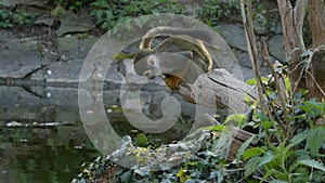 Common squirrel monkey - Saimiri sciureus, sitting on tree branch above lake and looking around