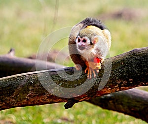 Common squirrel monkey (Saimiri sciureus)