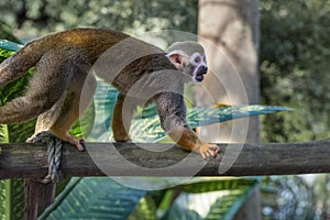 Common squirrel monkey, Saimiri sciureus, a species of squirrel monkey from Guiana, Venezuela and Brazil