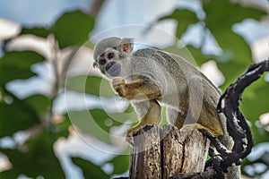 Common squirrel monkey, Saimiri sciureus, a species of squirrel monkey from Guiana, Venezuela, Brazil. Animals in natur reserve.