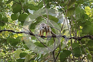 Common squirrel monkey, Saimiri sciureus, a species of squirrel monkey from Guiana, Venezuela and Brazil between green leaves.