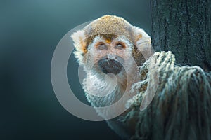 Common Squirrel Monkey (Saimiri sciureus) in a tree