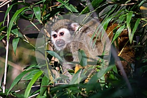 Common squirrel monkey Saimiri sciureus on tree in the nature