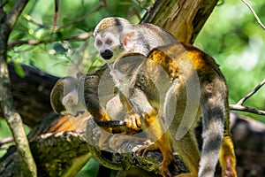Common squirrel monkey Saimiri sciureus