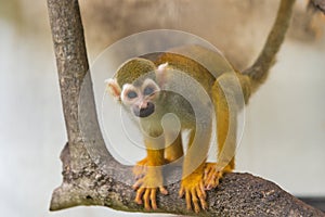 Common squirrel monkey, Saimiri sciureus on tree in zoo photo