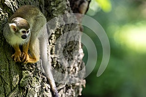 Common Squirrel Monkey, Saimiri sciureus, is very active, looking for food on a tree