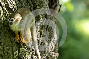 Common Squirrel Monkey, Saimiri sciureus, is very active, looking for food on a tree