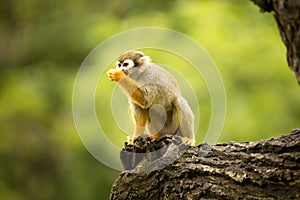 Common squirrel monkey, Saimiri sciureus is very moving primate