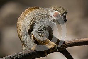 Common squirrel monkey Saimiri sciureus. photo