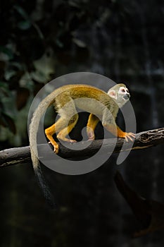 Common Squirrel Monkey on tree trunk
