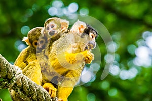 Common squirrel monkey with twin infants on her back, tropical primate specie from the amazon basin of America photo