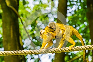 Common squirrel monkey walking over a rope with a baby on her back, small primate specie from the Amazon basin of America