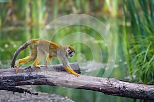 Common squirrel monkey walking on a tree branch above water