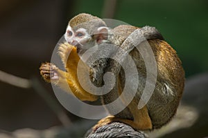 Common squirrel monkey (Saimiri sciureus). photo