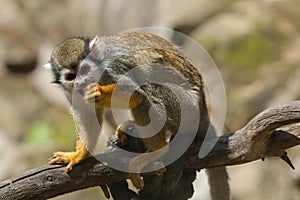 Common squirrel monkey (Saimiri sciureus). photo