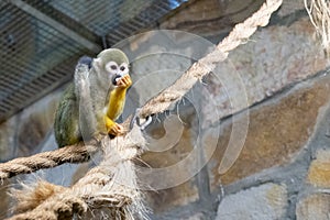 Common squirrel monkey at the zoo. Saimiri sciureus