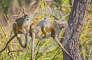 Common squirrel monkeys on a tree branch