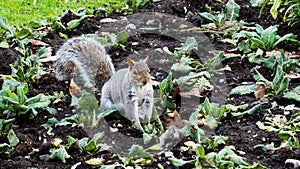 A Common Squirrel Searches Fearlessly For Food