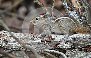 common squrrel on wood or indian squrrel