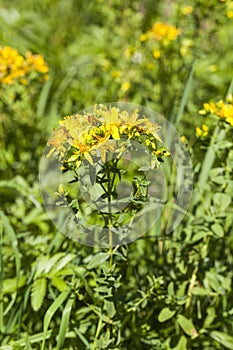 Common St. John's-wort