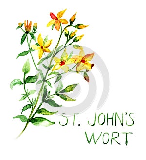 Common St John's Wort wild plant Hypericum perforatum