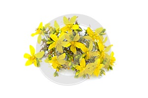 St John`s wort, yellow blossom of tutsan bush, herbal medicinal Hypericum perforatum plant, isolated on white background photo