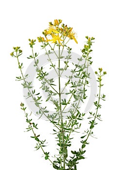 Common St. Johnswort