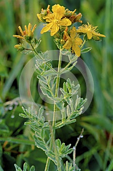 Common St. Johnswort   30987