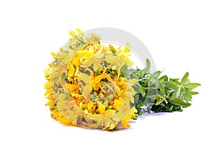 Common St. Johnswort flower