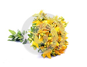 Common St. Johnswort flower