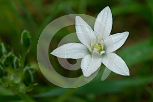 Common Star-of-Bethlehem - Ornithogalum umbellatum