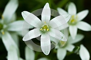 Common Star-of-Bethlehem - Ornithogalum umbellatum