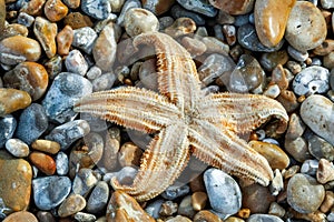 Common Starfish