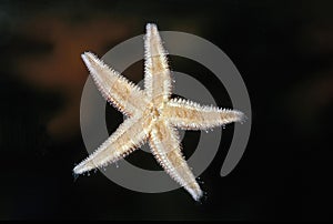 Common Starfish, asterias rubens