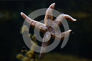 Common starfish (Asterias rubens)