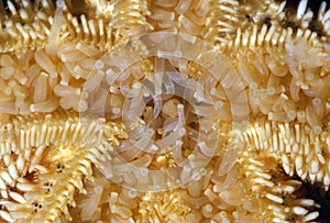 Common Starfish, asterias rubens, Close up of Mouth