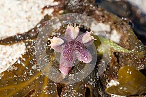Common starfish, Asterias rubens, on a seaweed leaf