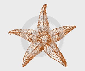 Common starfish asterias rubens in top view