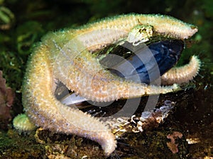 Common starfish. Conger Alley, Scotland