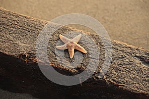 Common Starfish on a piece of driftwood