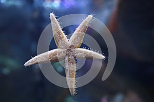 Common starfish or sea star with five arms walking on glass with