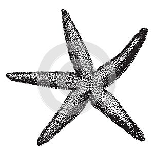 Common Starfish, vintage illustration