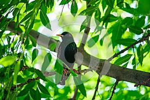 Common starling.