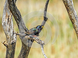 Beautiful Australian Common starling bird