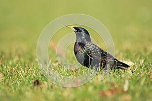 Common starling