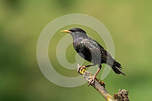 Common starling