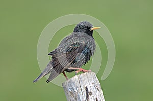 Common Starling