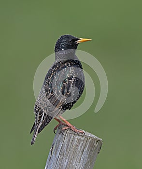 Common Starling